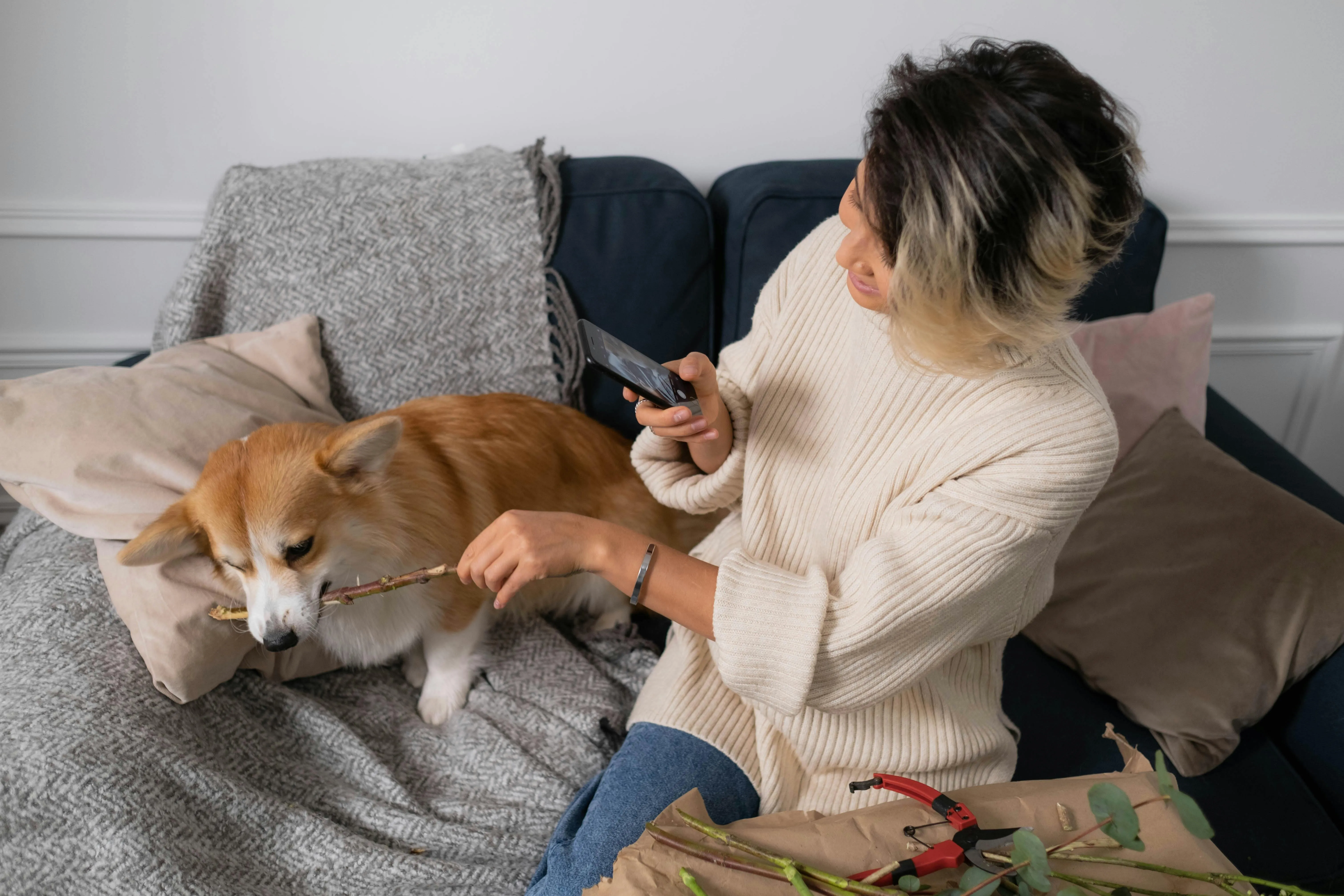 #FotoDescrição: Mulher sentada em sofá, brincando com cachorro Corgi que morde uma vareta, enquanto ela usa o celular.