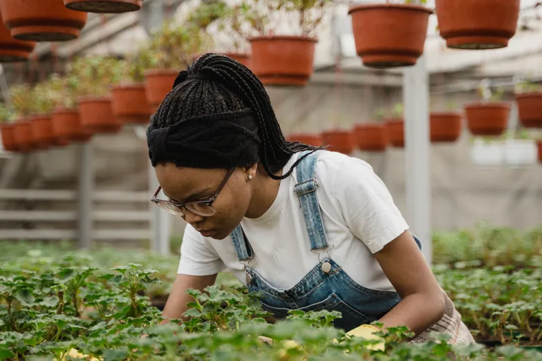 Profissional examina mudas em estufa durante cultivo e monitoramento.