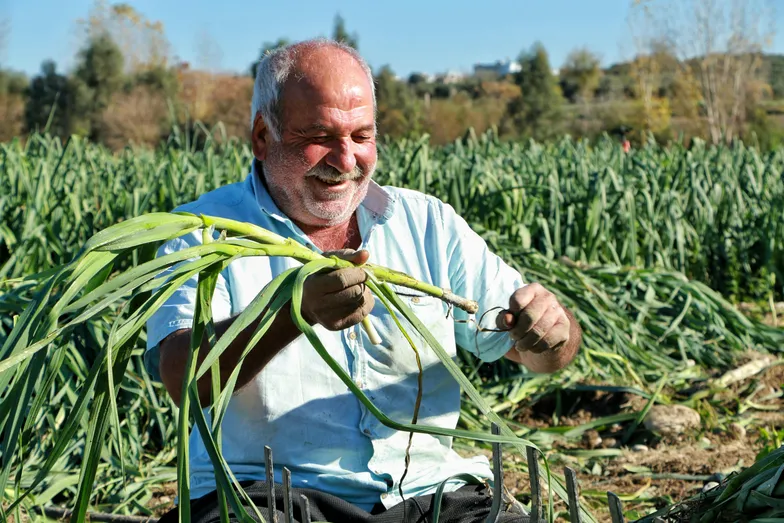 Agricultor colhe alho-poró em plantação ao ar livre
